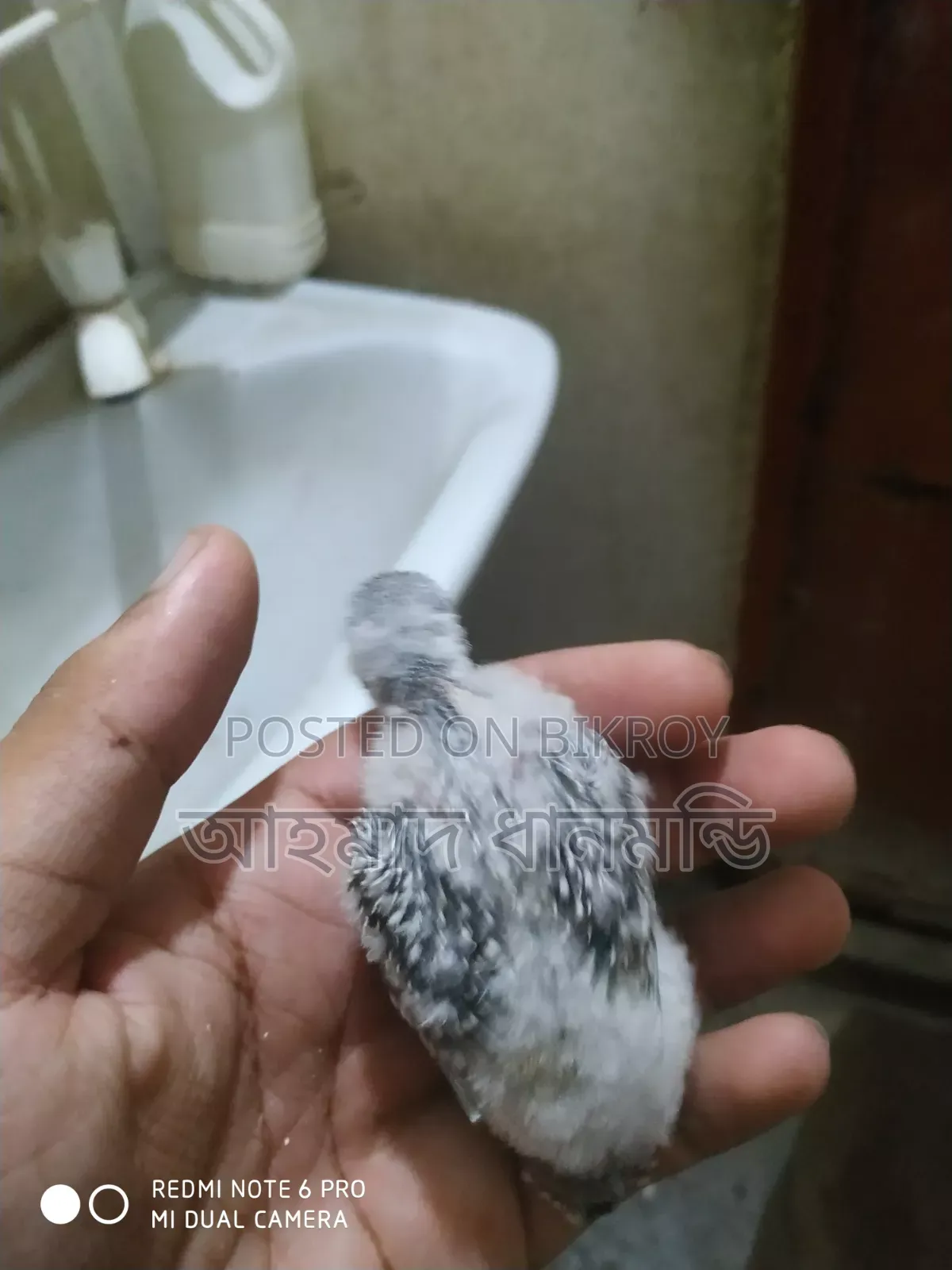 পাখি বিক্রি