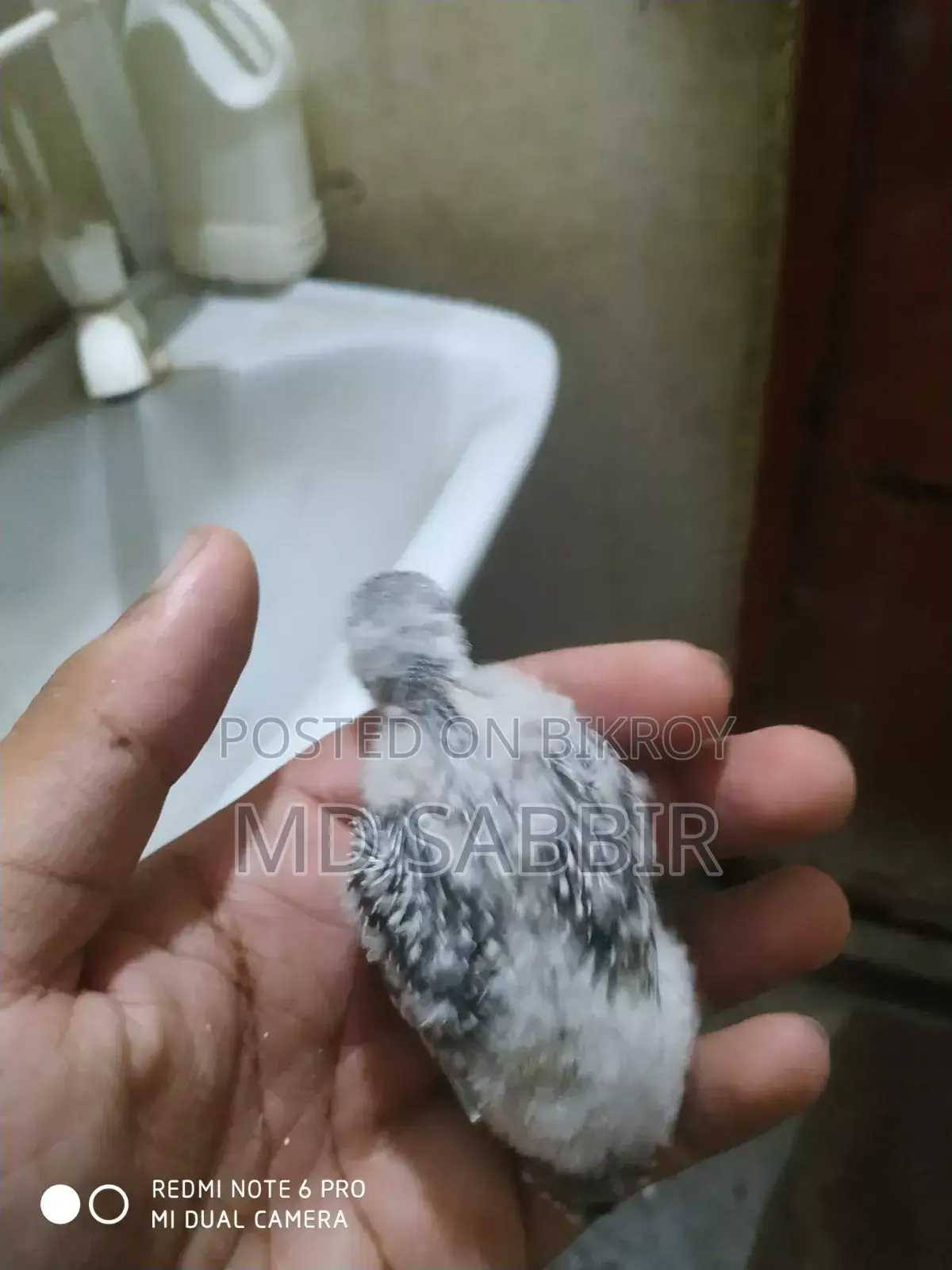 Bird Sale