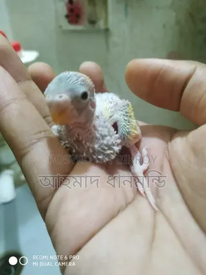 পাখি বিক্রি