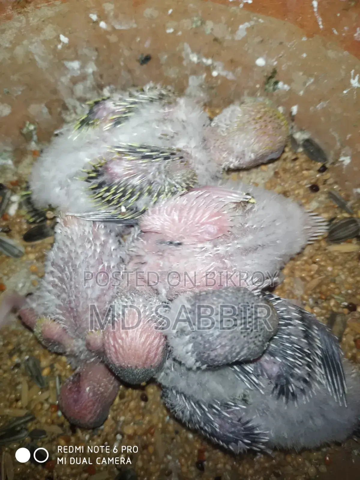 Bird Sale