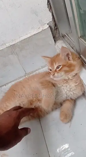 1-3 months Male Purebred Persian