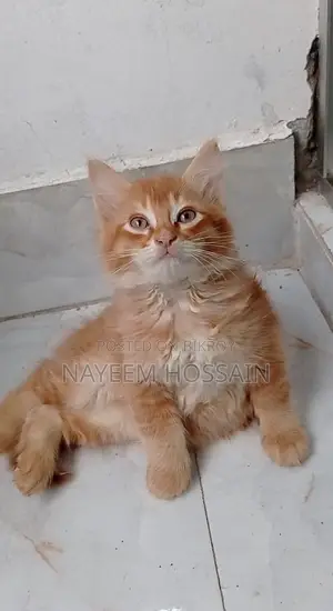 1-3 months Male Purebred Persian