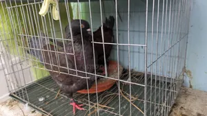 Red Show King Pigeon