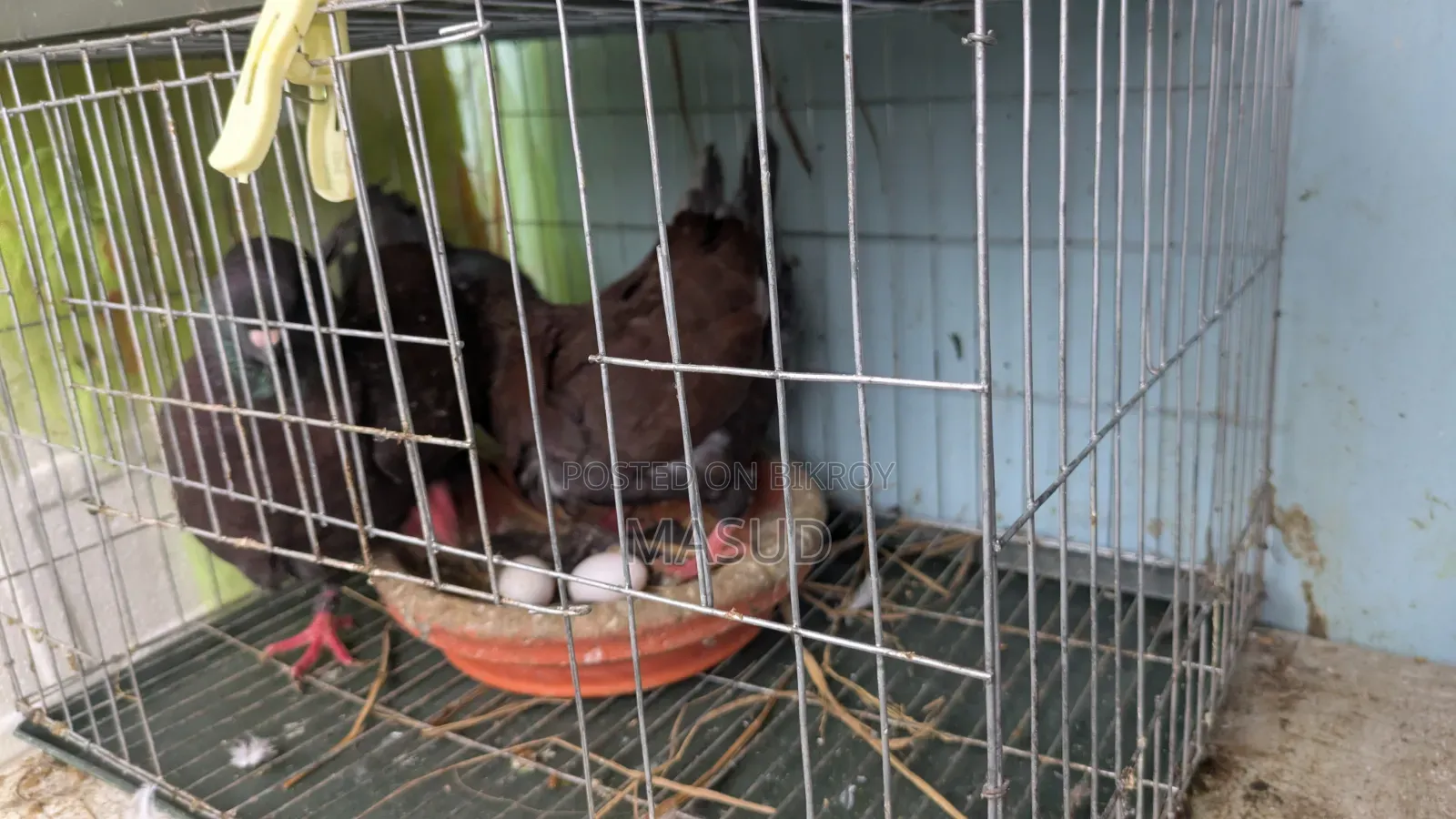 Red Show King Pigeon