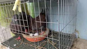 Red Show King Pigeon