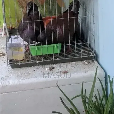 Red Show King Pigeon