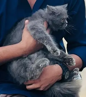 3-6 Months Male Purebred Persian