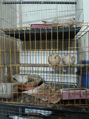 ঘুঘু পাখি বিক্রি করা হবে।