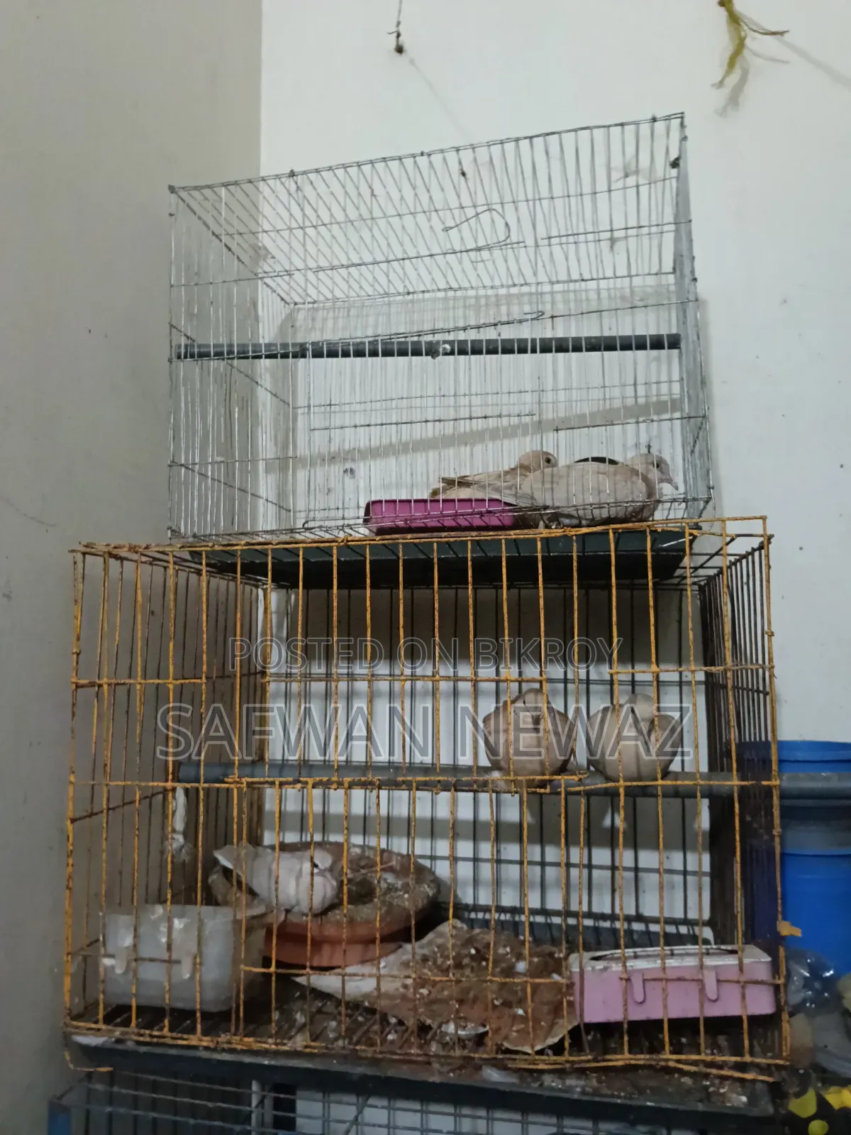 ঘুঘু পাখি বিক্রি করা হবে।