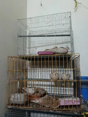ঘুঘু পাখি বিক্রি করা হবে।