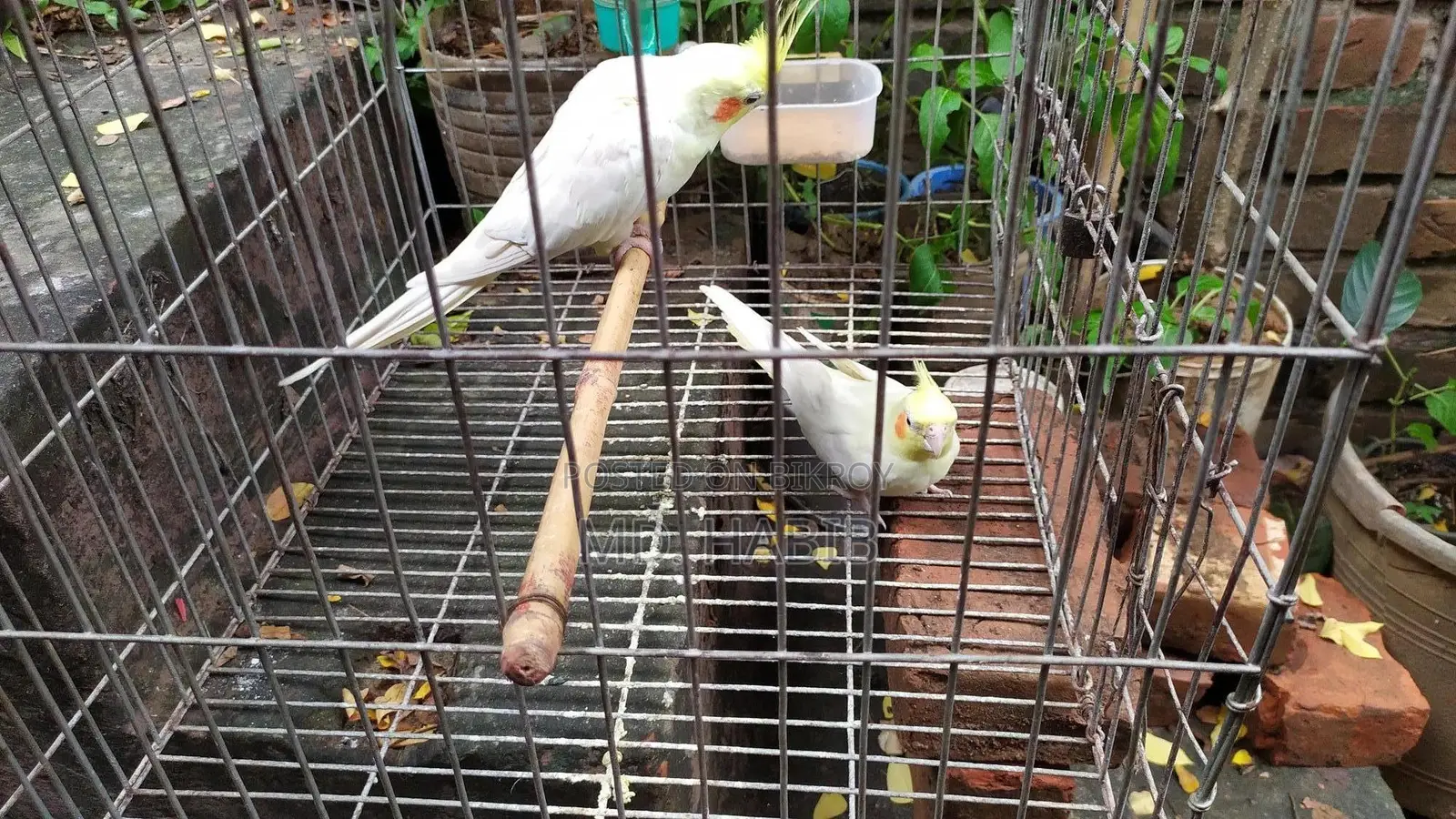 লুটিনো ককাটিয়েল (লাল চোখ) ১ জোড়া পোষ মানা