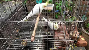 লুটিনো ককাটিয়েল (লাল চোখ) ১ জোড়া পোষ মানা