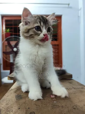 1-3 months Male Purebred Persian