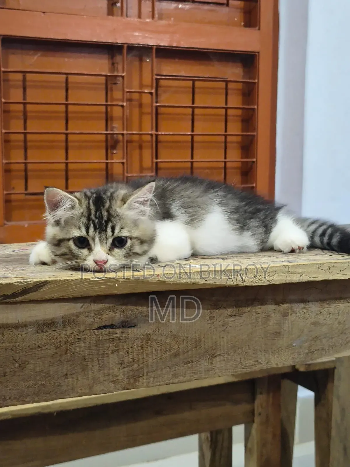 1-3 Months Male Purebred Persian