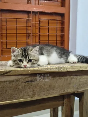 1-3 Months Male Purebred Persian