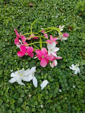 আমার নিজের তোলা সুন্দর প্রকৃতির সুন্দর ছবি।