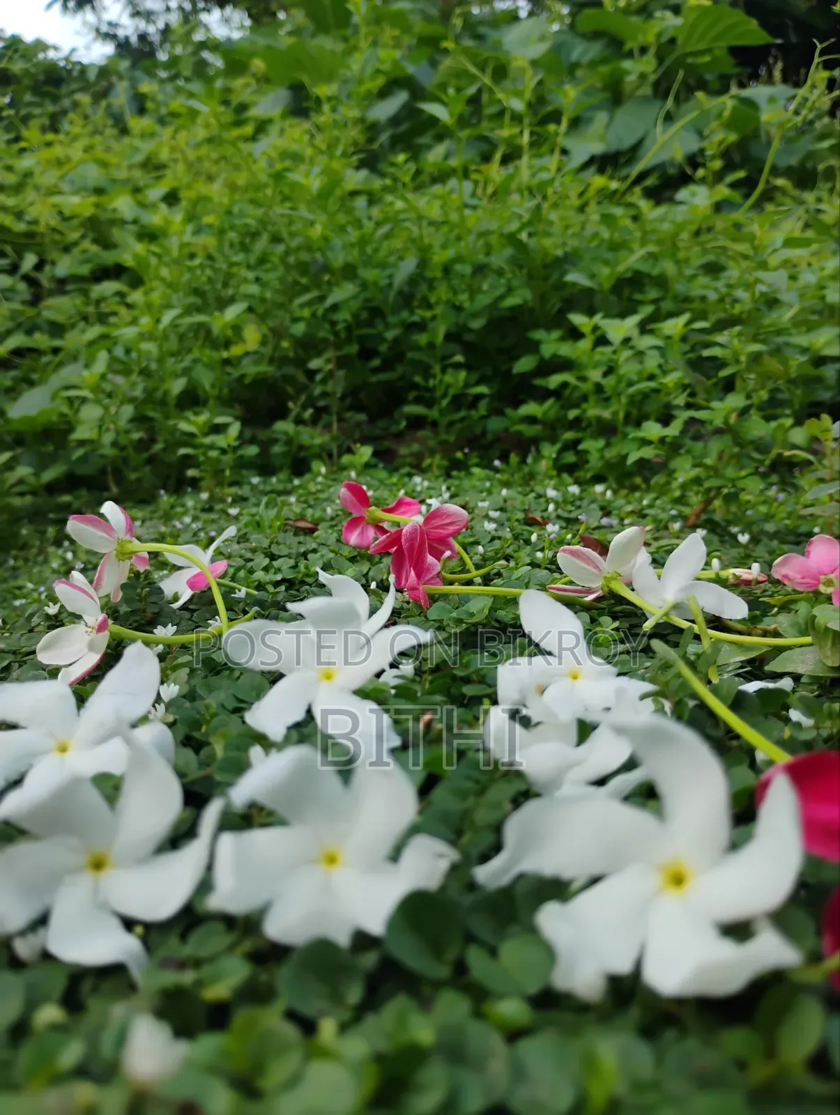 আমার নিজের তোলা সুন্দর প্রকৃতির সুন্দর ছবি।