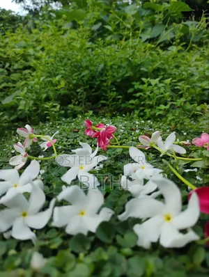 আমার নিজের তোলা সুন্দর প্রকৃতির সুন্দর ছবি।