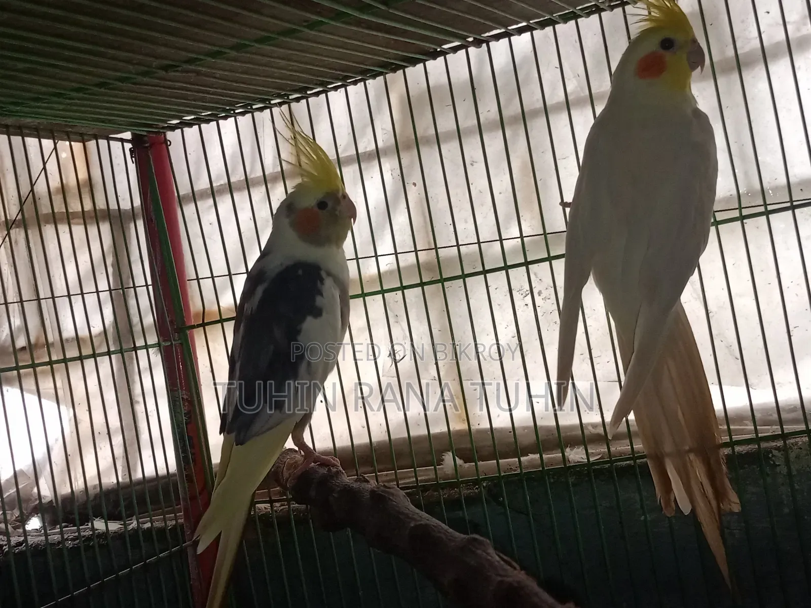 Cockatiel Sale Post