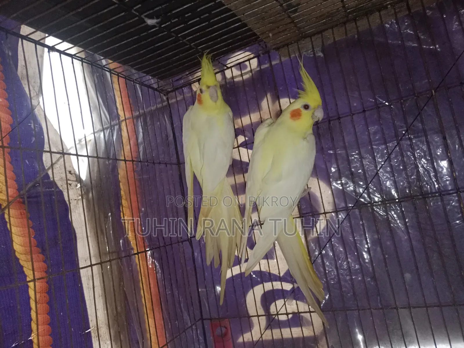 Cockatiel Sale Post