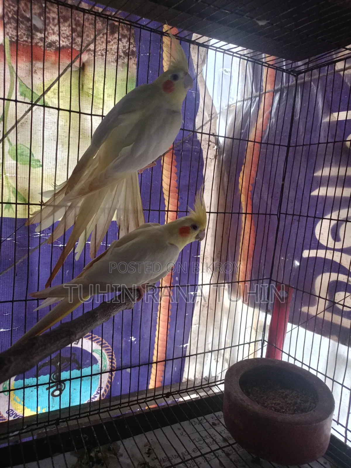 Cockatiel Sale Post