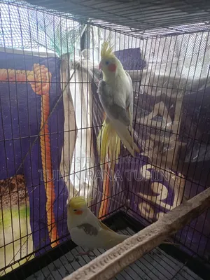 Cockatiel Sale Post