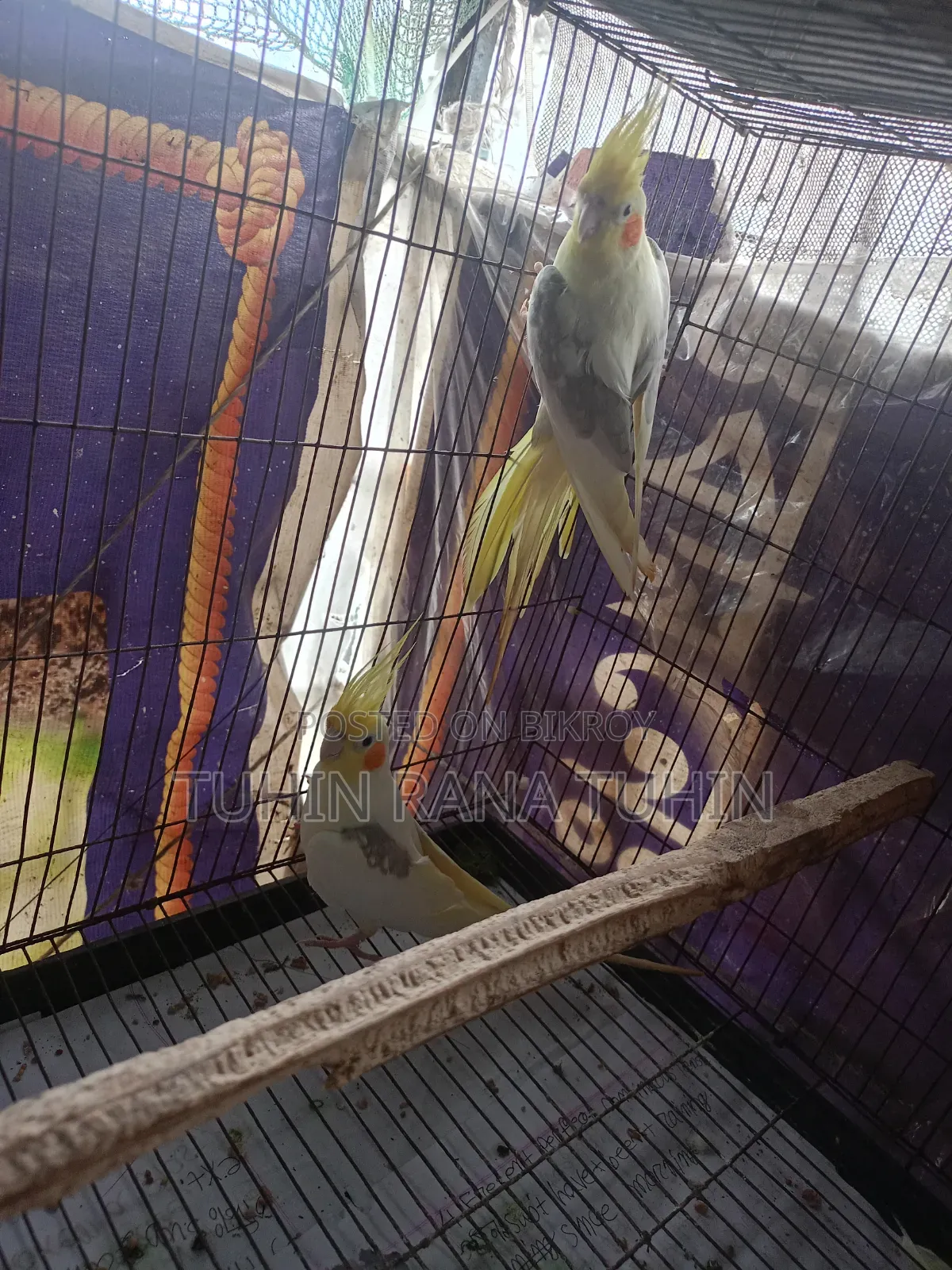 Cockatiel Sale Post