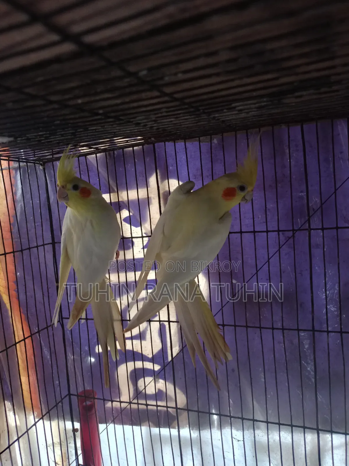 Cockatiel Sale Post