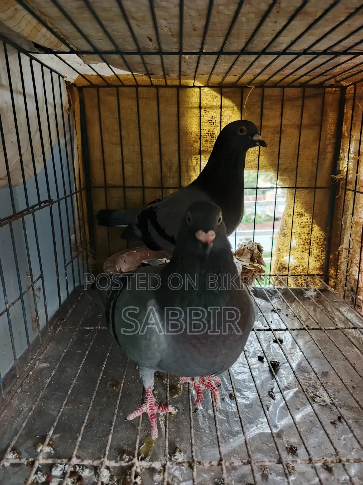 সবজি রেসার কবুতর