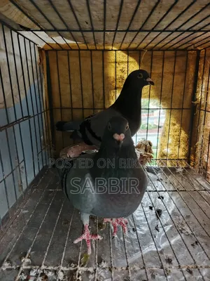 সবজি রেসার কবুতর