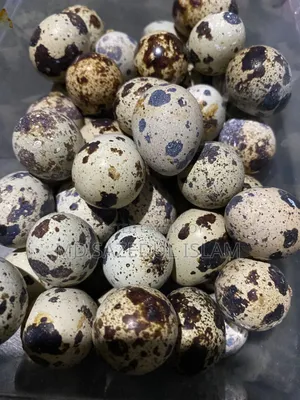 কোয়েল পাখির পুষ্টিকর ডিম ১ ডজন