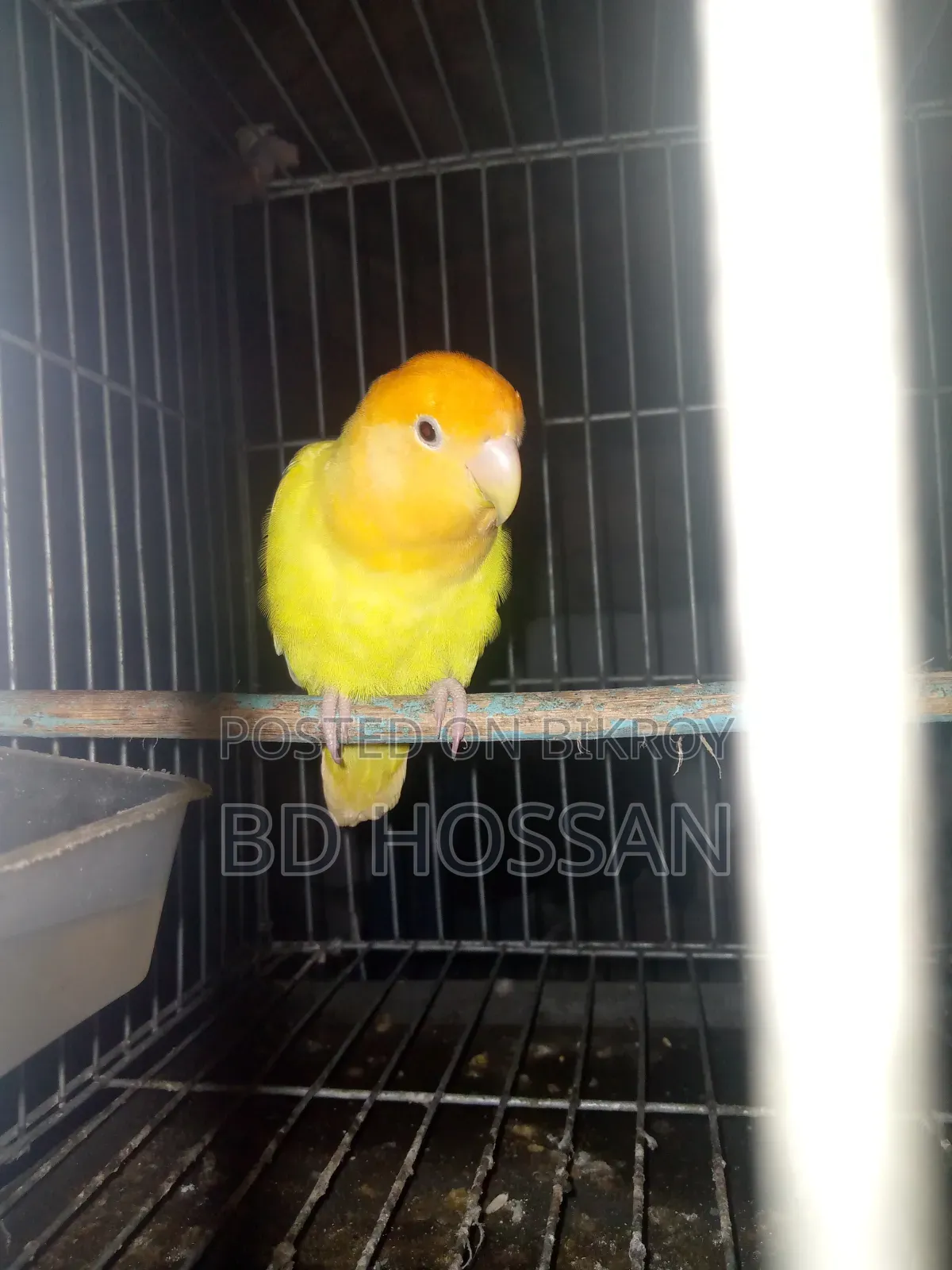 Lovebird Bird