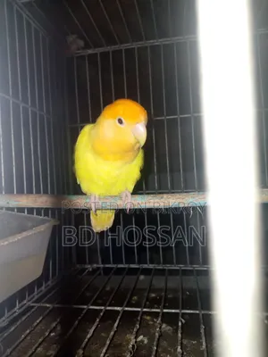 Lovebird Bird