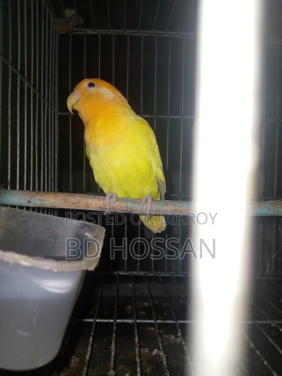 Lovebird Bird