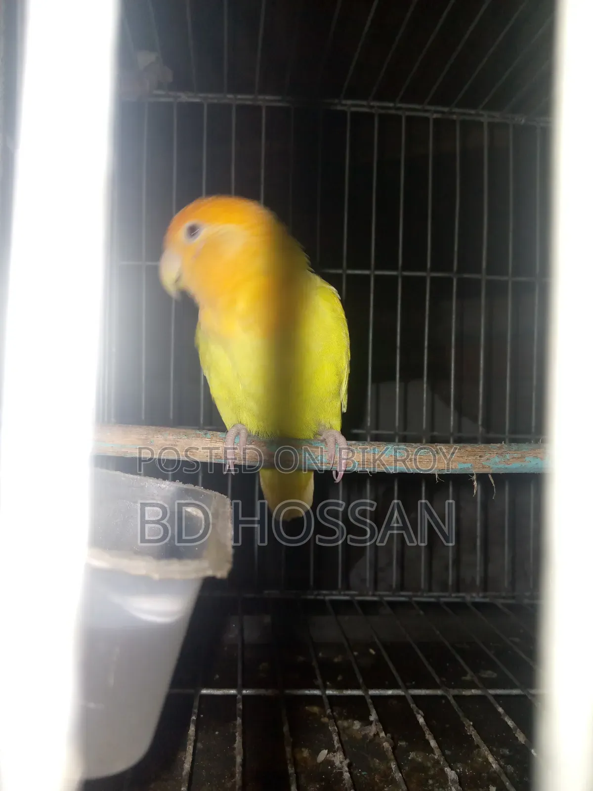 Lovebird Bird