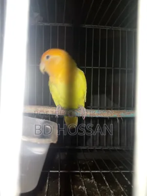 Lovebird Bird