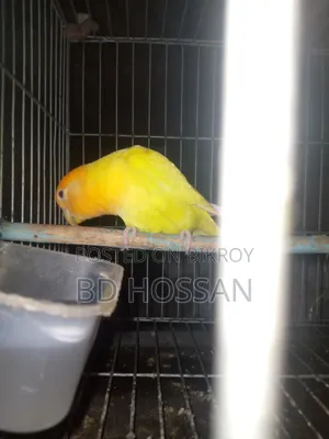 Lovebird Bird
