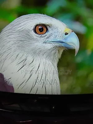 A TV Plus Monitor and a PC