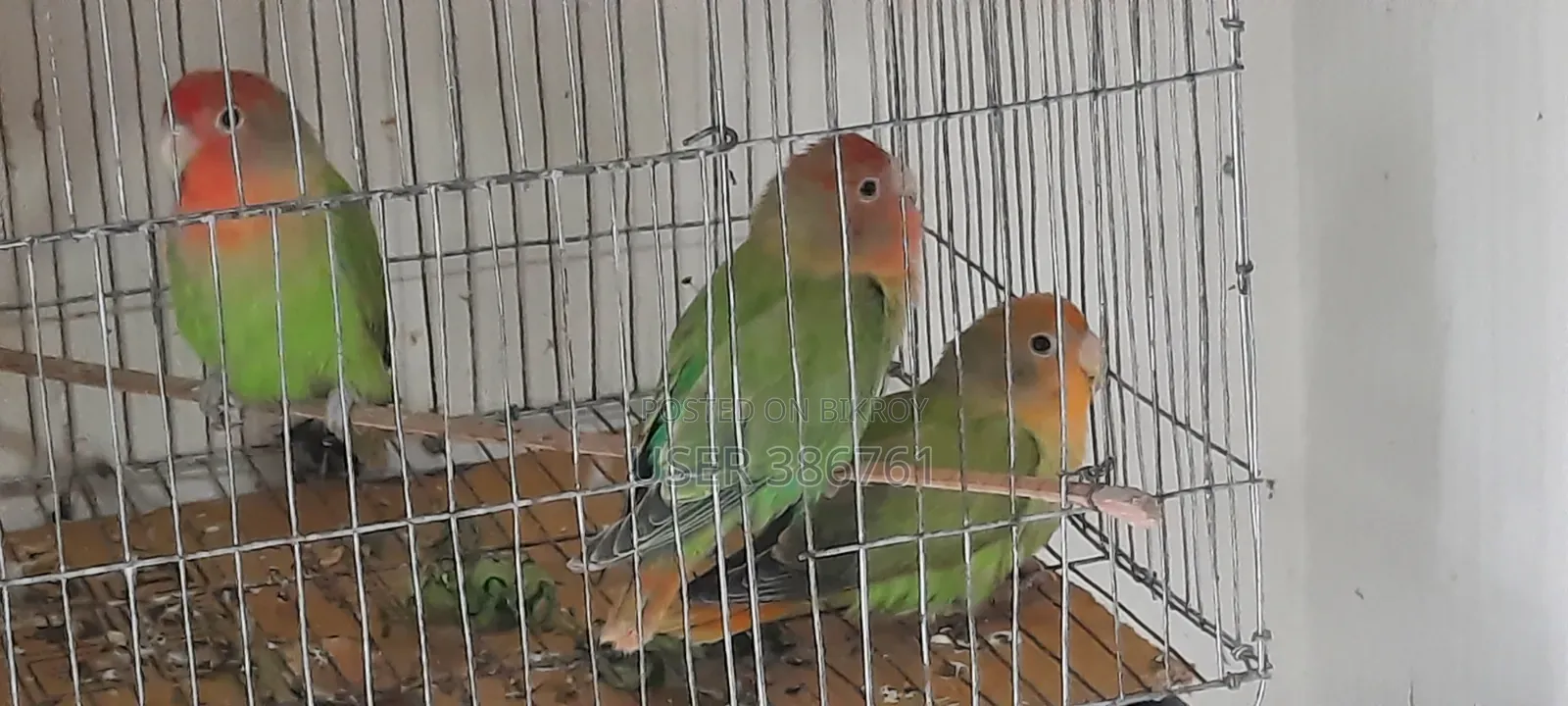 3 Love Birds will be sold.