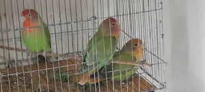 3 Love Birds will be sold.