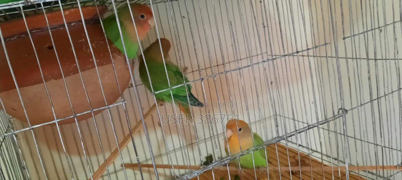 3 Love Birds will be sold.