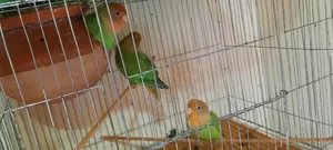 3 Love Birds will be sold.