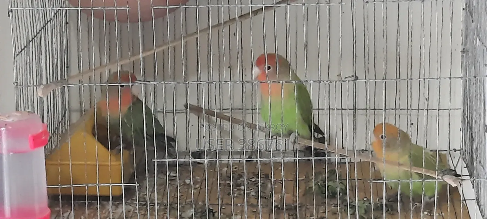 3 Love Birds will be sold.