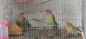 3 Love Birds will be sold.