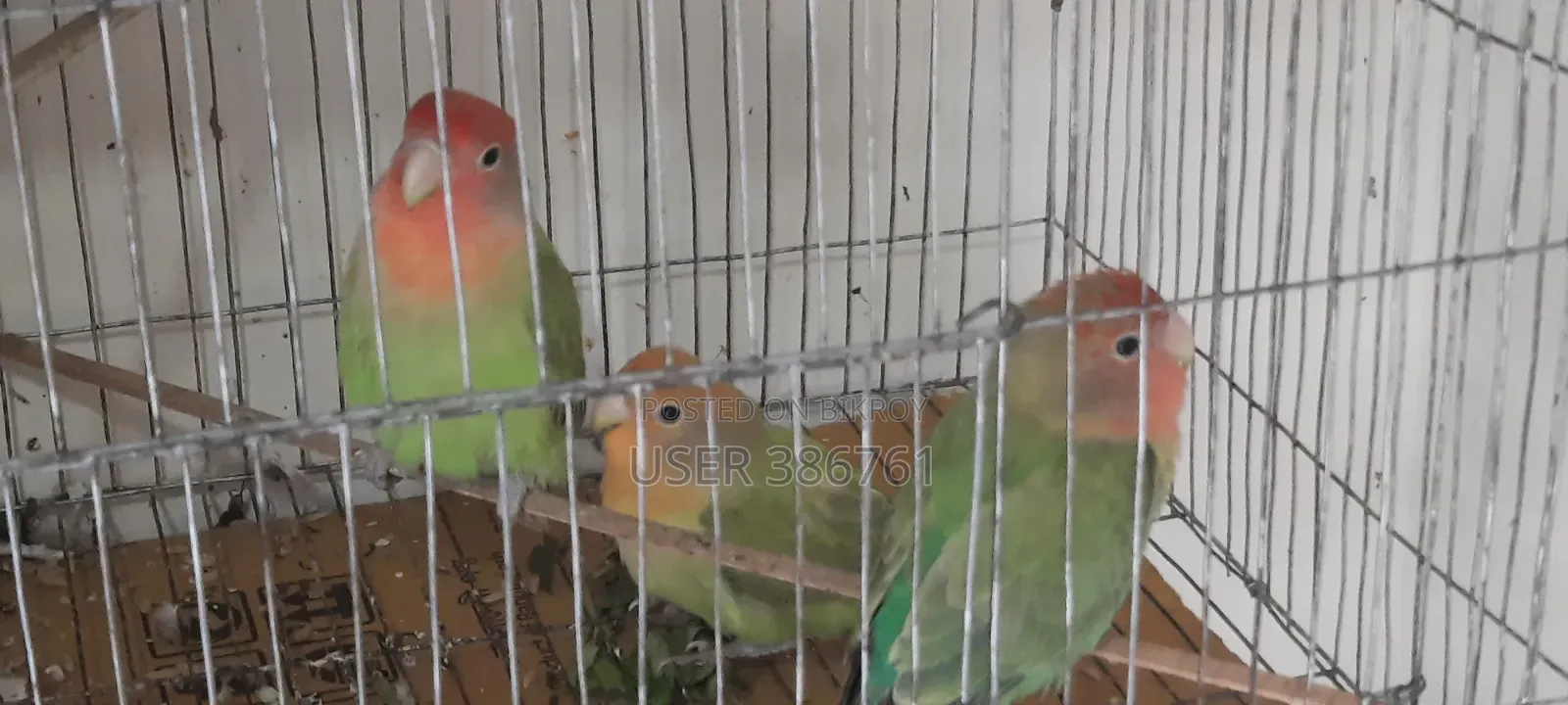 3 Love Birds will be sold.