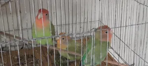 3 Love Birds will be sold.