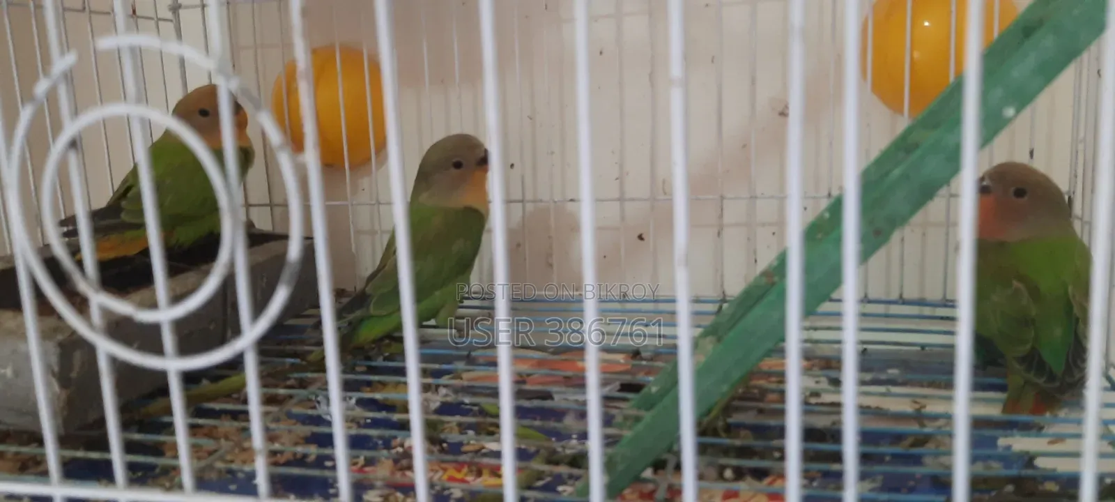 3 Love Birds will be sold.