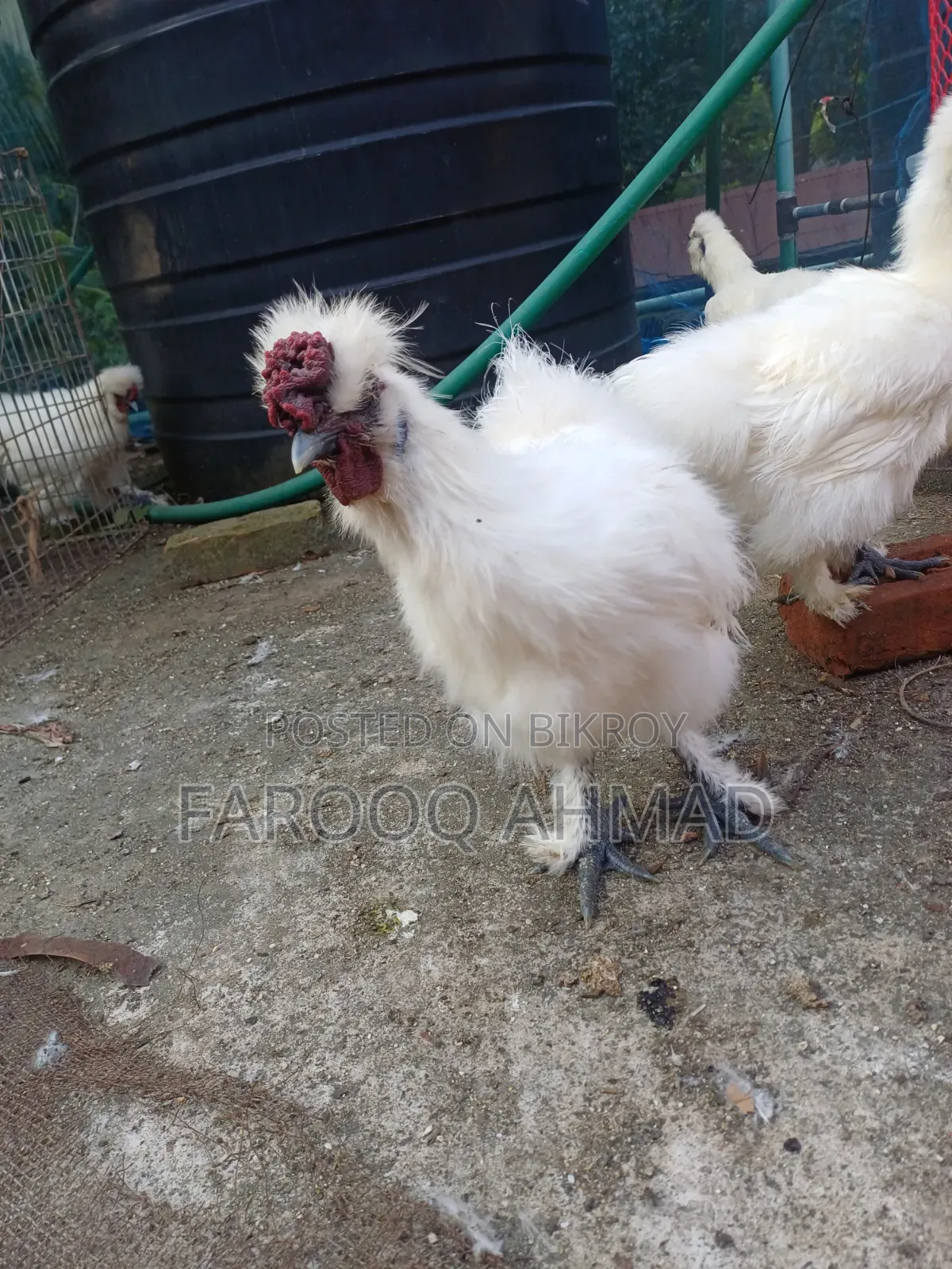Silky Rooster