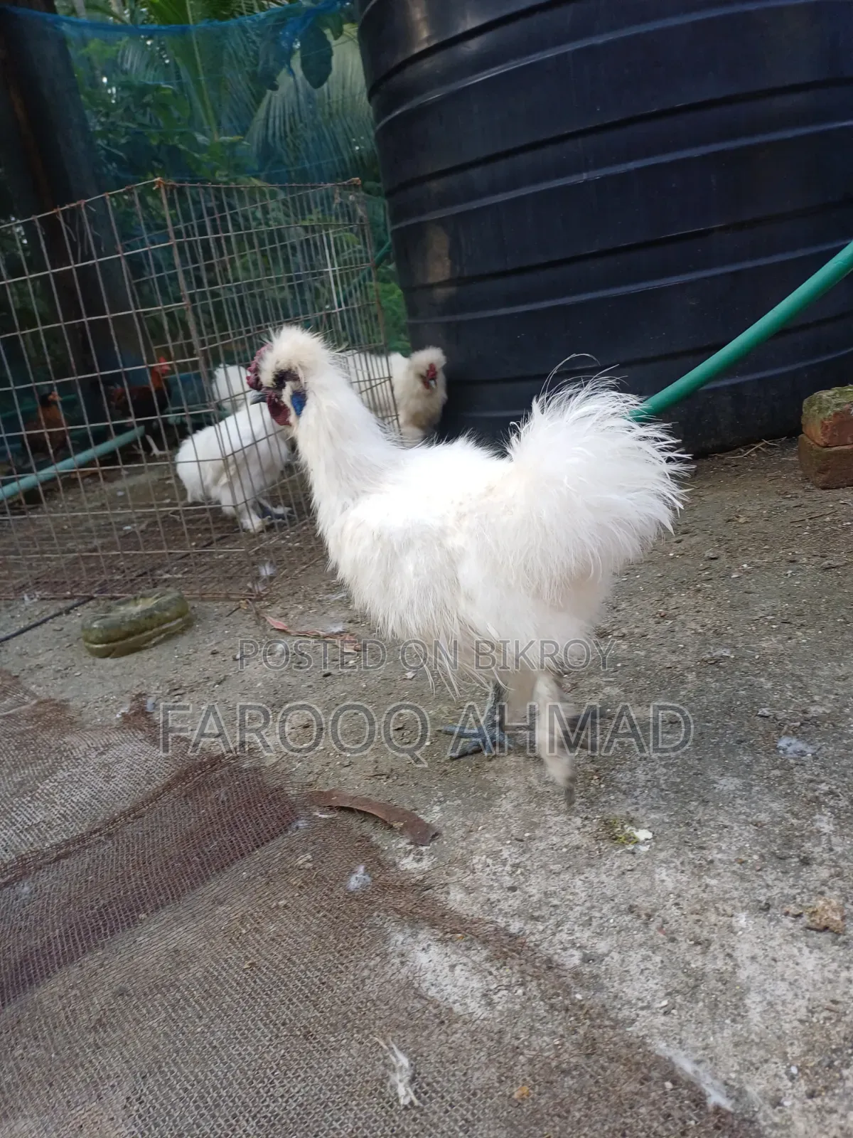Silky Rooster