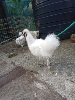 Silky Rooster